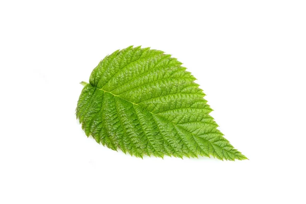 Raspberry leaf closeup isolated. — Stock Photo, Image