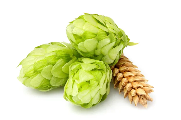 Groene hop, oren van gerst en tarwe graan. — Stockfoto
