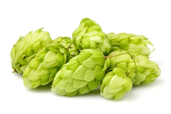 Hop cones isolated closeup. — Stock Photo, Image