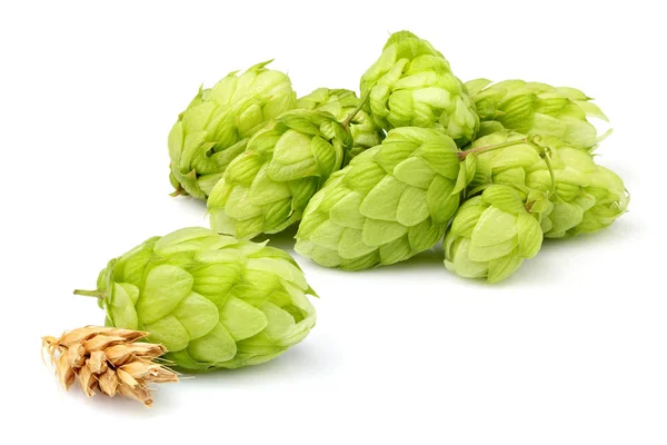 Fresh green hop plants isolated. — Stock Photo, Image