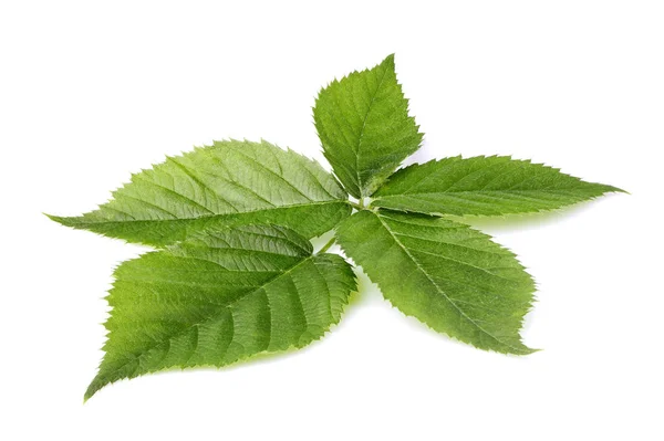 Fresh green leaf isolated. — Stock Photo, Image