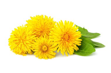 Karahindiba çiçekleri ıssız.