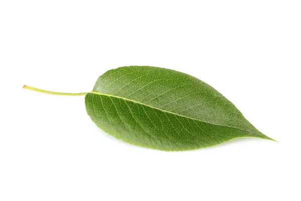 Hoja de cereza de cerca . —  Fotos de Stock