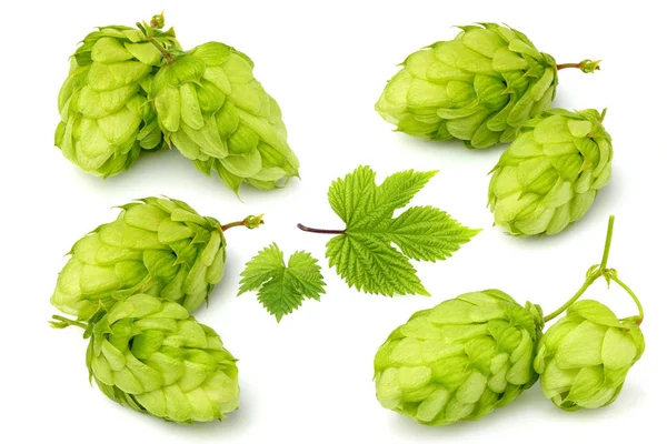 Hops plants ��ollage. — Stock Photo, Image