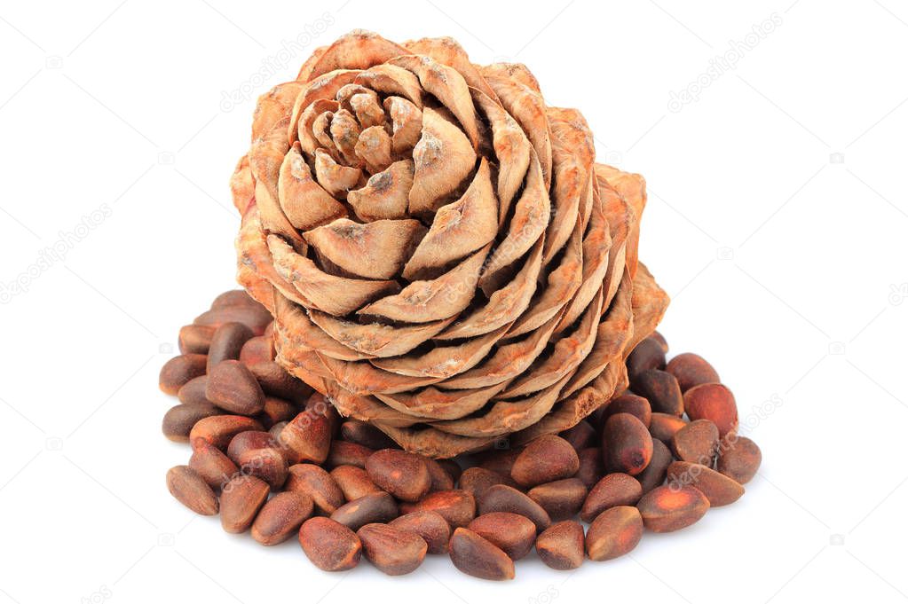 Pine cone with pine nuts closeup.