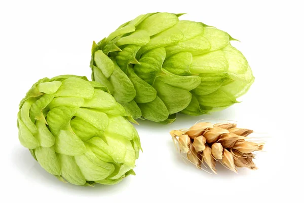 Frischer Hopfen mit Ähren von Gerste. — Stockfoto