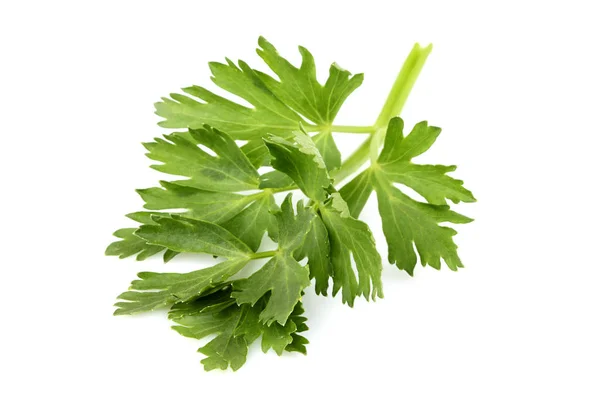 Celery leaf closeup isolated. — Stock Photo, Image