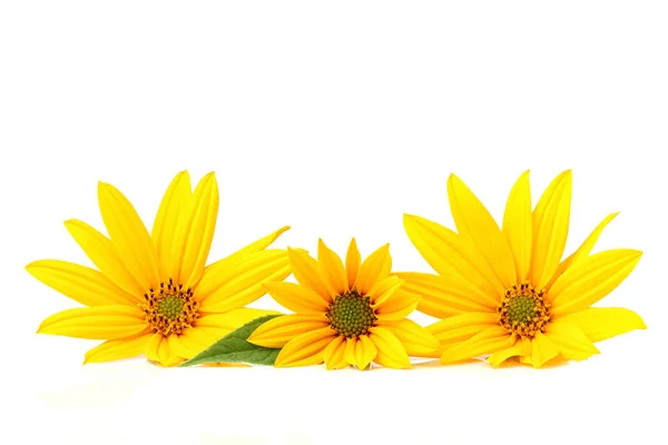 Gula topinambur blommor på vit. — Stockfoto