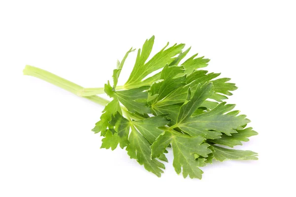 Celery leaves isolated closeup. — Stock Photo, Image