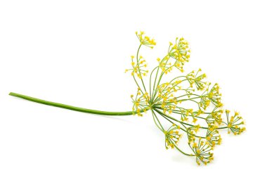 Wild fennel flower isolated. clipart