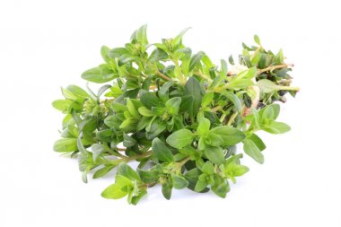 Kekik yakın kadar izole.