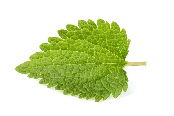 Nettle leaf close-up isolated. — Stock Photo, Image