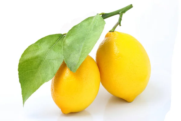 Färska citroner på gren isolerade. — Stockfoto