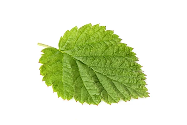 Green leaf macro isolated. — Stock Photo, Image