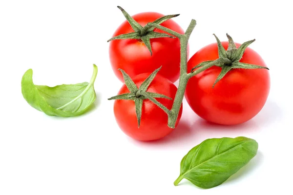 Tomates de cereja em um ramo e folhas de manjericão . — Fotografia de Stock