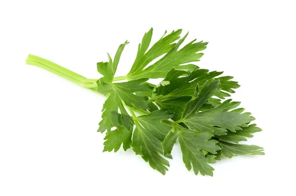Fresh herbs spices. Celery leaves. — Stock Photo, Image