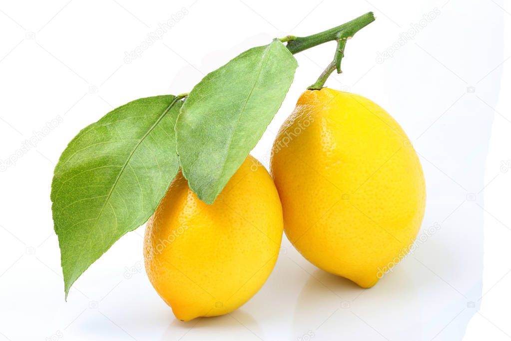 Fresh lemons on branch isolated.
