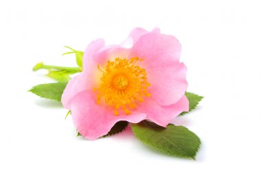 Yabani gül çiçek ile izole bırakır.