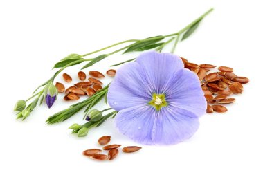 Beyaz arka plan üzerinde çiçekler closeup ile keten tohumu.