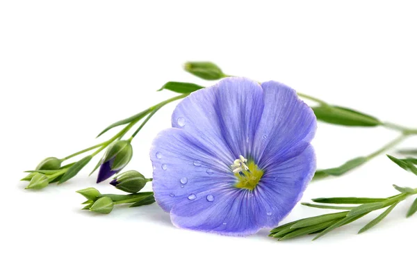Linho Flor Azul Closeup Isolado Fundo Branco Imagens Royalty-Free