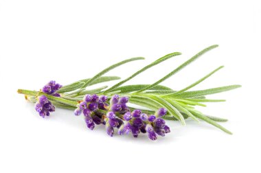 izole lavanta çiçekleri.