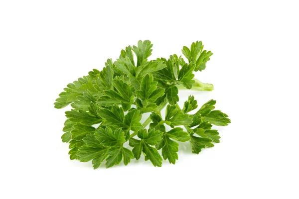 Fresh branch of parsley close up. — Stock Photo, Image