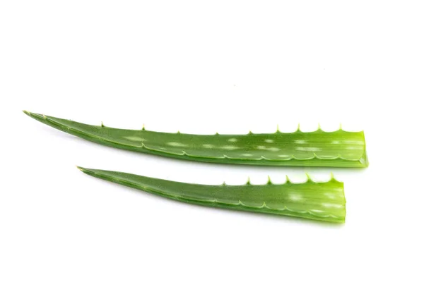Aloe vera bitkisi izole edildi. — Stok fotoğraf