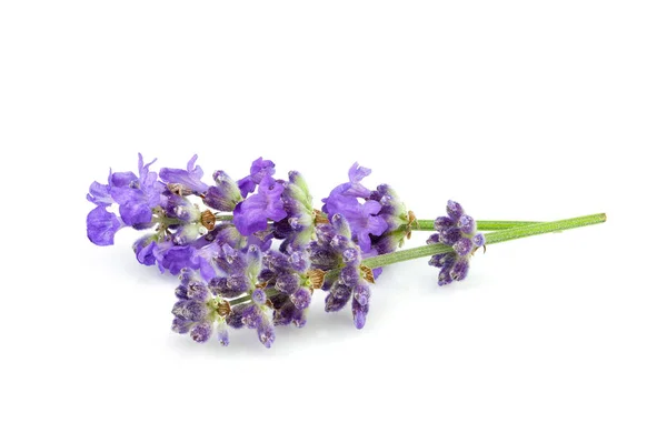 Lavendel blommor närbild. — Stockfoto