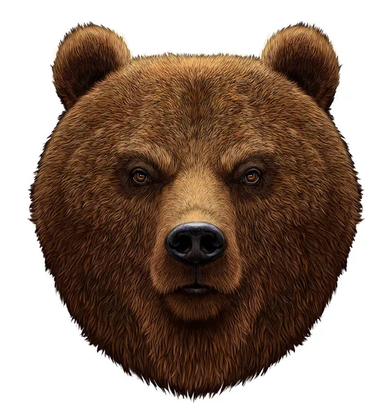 Retrato realista do urso — Fotografia de Stock