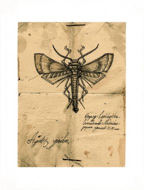 böcek, retro kartpostal