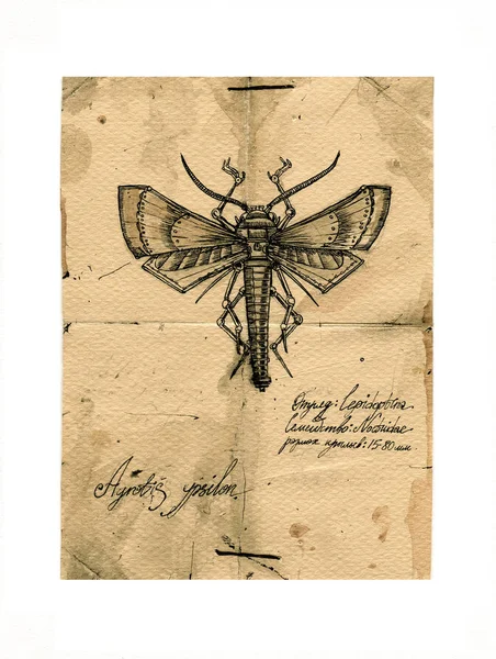 Insect,retro post card — Stock Photo, Image