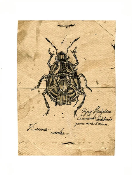 Insekt, retro vykort — Stockfoto
