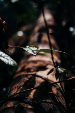 Ormanda yeşil yapraklar var.