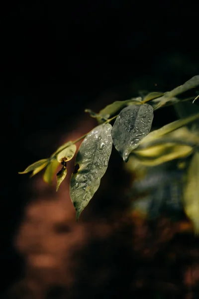 Green Plant Water Drops — Stock Photo, Image