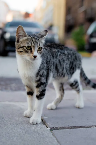 街头背景的小猫咪 — 图库照片