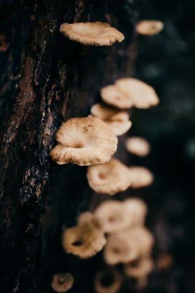 Close Group Mushrooms Tree Forest — Stock Photo, Image