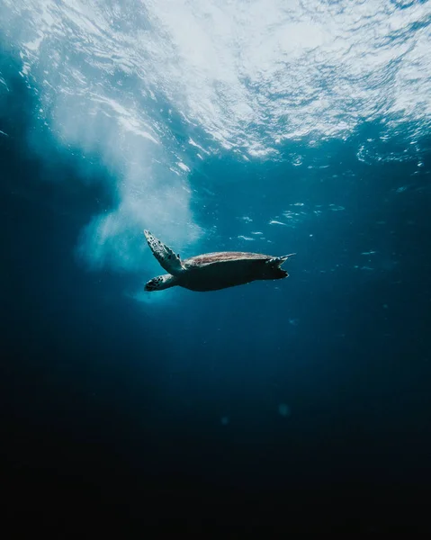 Mooie Schildpad Zee Achtergrond — Stockfoto