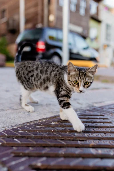 街头背景的小猫咪 — 图库照片