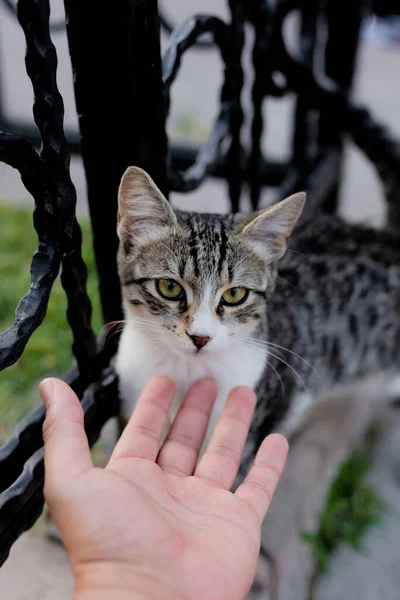 小猫咪和手放在街上的背景 — 图库照片