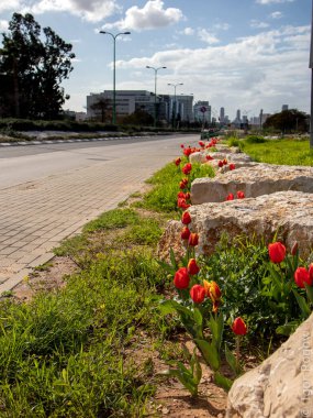  Çöldeki kırmızı laleler ve stadyum