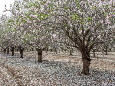 Çiçekli beyaz badem bahçesi. 