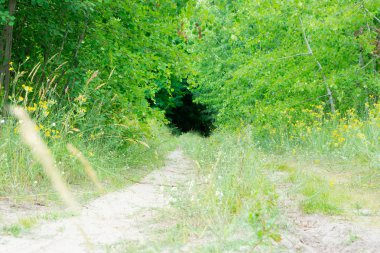Sandy yol bilinmeyene doğru yok. Ormanda tazelik.