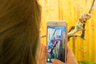 Bukalemun şube bukalemun dalı üzerinde