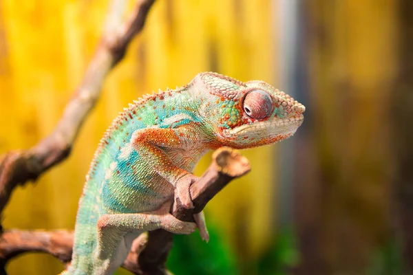 Caméléon sur branche caméléon sur branche — Photo