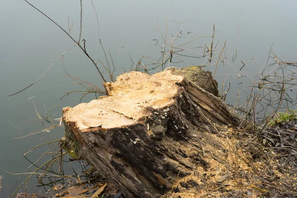 Pokácených Stromů Blízkosti Rybníka Pařezů Větví Pilin — Stock fotografie