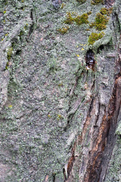 Texture Tree Bark Trees Central Russia — Stock Photo, Image