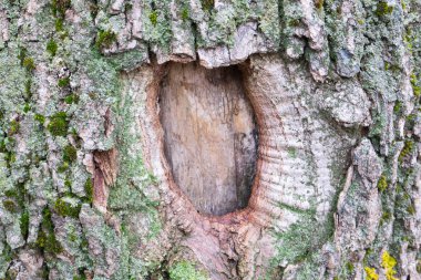 Ağaç kabuğu dokusu. Orta Rusya'ya ağaçlarının.