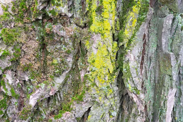 Textura Casca Árvore Árvores Rússia Central — Fotografia de Stock
