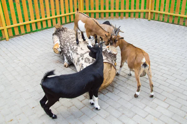 Les Chèvres Mangent Écorce Arbre Abattu — Photo