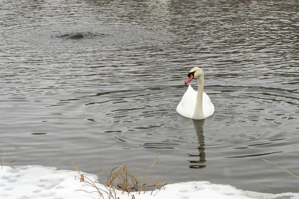 Κύκνοι Στην Παγωμένη Λίμνη Χειμώνα Πουλιά Που Αλιεύουν Χειμώνα — Φωτογραφία Αρχείου